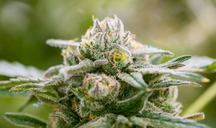 Banner - Die Symphonie der Düfte: Die Bedeutung der Terpene in Cannabis näher beleuchtet