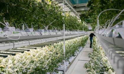 Banner - Wie innovative Anbaumethoden die Zukunft des umweltfreundlichen Cannabisanbaus prägen