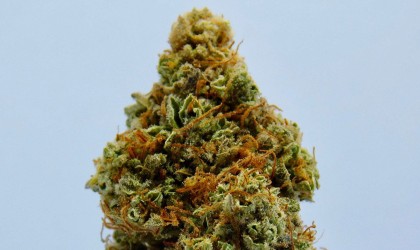 Banner - Der Vorteil der ganzen Pflanze: Die Welt der Vollspektrum-Cannabisextrakte erkunden